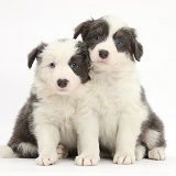 Two blue-and-white Border Collie pups