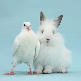 White dove and fluffy bunny on blue background