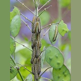 Large White Butterfly caterpillars