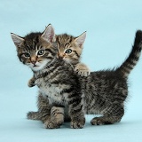 Two cute tabby kittens on blue background