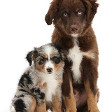 Miniature American Shepherd puppies