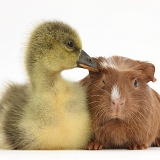 Cute Gosling and baby Guinea pig