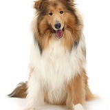 Sable Rough Collie dog, sitting