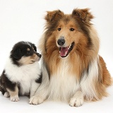 Rough Collie dog and puppy