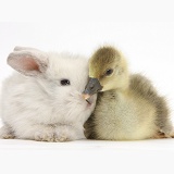 Cute Gosling and baby bunny