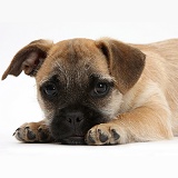 Jug puppy (Pug x Jack Russell)