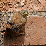 Fledgling Wren on a brick wall