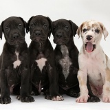 Four Great Dane puppies sitting
