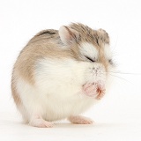 Roborovski Hamster grooming