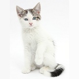 Blue-eyed tabby-and-white Siberian-cross kitten