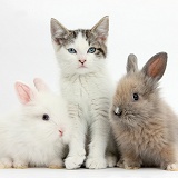 Blue-eyed tabby-and-white kitten and baby bunnies
