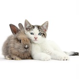 Blue-eyed tabby-and-white kitten and baby bunny