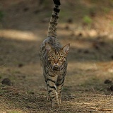 Bengal cat standing walking over pine needles