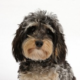 Tricolour merle Daxiedoodle dog