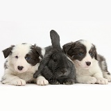 Two blue-and-white Border Collie pups and rabbit