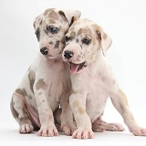 Two Great Dane puppies sitting together