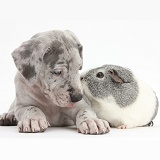 Great Dane puppy and Guinea pig