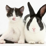 Black-and-white kitten and Dutch rabbit