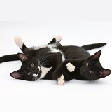 Black and black-and-white tuxedo kittens, lying