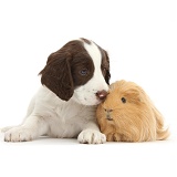 Working English Springer Spaniel puppy and Guinea pig