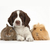 Springer Spaniel puppy with bunny and Guinea pig