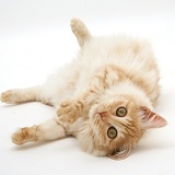 Red silver Turkish Angora cat lying on side