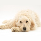 Labradoodle lying with chin on paw