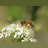 Honey Bee worker on Hogweed