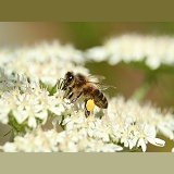 Honey Bee worker on Hogweed