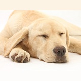 Sleepy Yellow Labrador pup