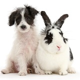 Cute Jack-a-poo dog puppy and rabbit