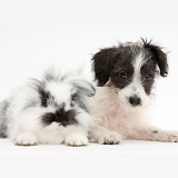 Cute Jack-a-poo dog puppy and bunny