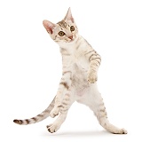 Ocicat kitten dancing