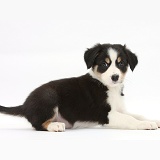 Tricolour Border Collie pup lying head up