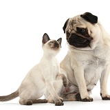Fawn Pug with Siamese kitten