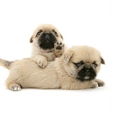 Pugzu (Pug x Shih-Tzu) pups