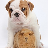 Bulldog puppy and ginger Guinea pig