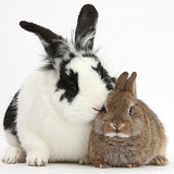 Black-and-white rabbit and baby