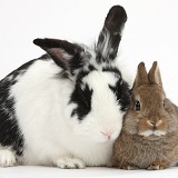 Black-and-white rabbit and baby