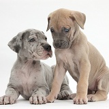 Two Great Dane puppies