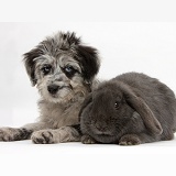 Blue merle Cadoodle puppy with blue Lop rabbit