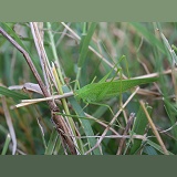Green bush-cricket