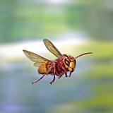 Hornet worker in flight