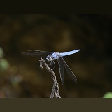 Southern Skimmer Dragonfly