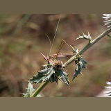 Brown bush-cricket