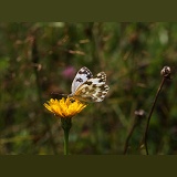 Eastern Bath White butterfly
