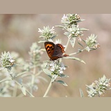 Small Copper butterfly female