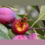 Hornet worker feeding on Victoria plum