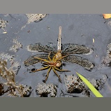 Raft Spider feeding on drowned dragonfly