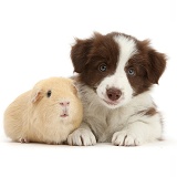 Cute chocolate Border Collie puppy and Guinea pig